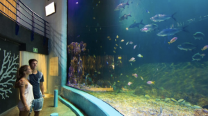 Interactive Aquarium Cancún Entry Ticket ota